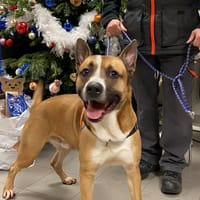 UZI HAA24653, chien à adopter