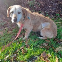 Réservée lola, chienne à adopter