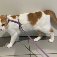 YODA, chat à adopter