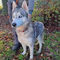 oslo, chien à adopter