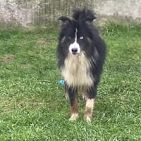 VOLT, chien à adopter