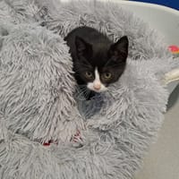 ALF, chat à adopter