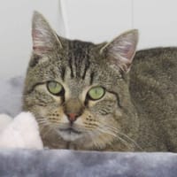 SAPHIR, chat à adopter