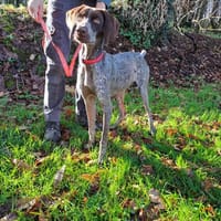 FALBALA, chienne à adopter