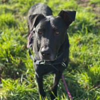 VALOU, chien à adopter