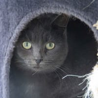 EMERAUDE, chatte à adopter