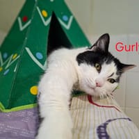 Gurly, chatte à adopter