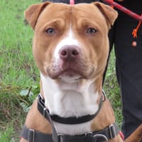 COOPER, chien à adopter