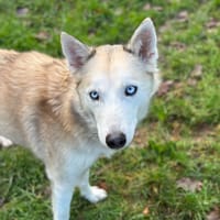 NESKA, chienne à adopter