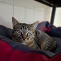 Aiko, chat à adopter