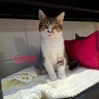 Quick, chat à adopter