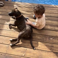 Diesel, chienne à adopter