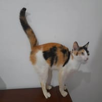 BRANDY, chatte à adopter