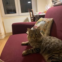 GREY, chat à adopter