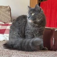 LALY, chatte à adopter