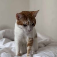 ARAGON, chat à adopter