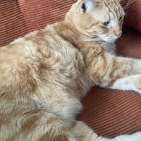 POLO, chat à adopter