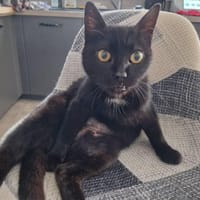 sally, chatte à adopter