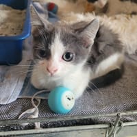 Lagherta, chatte à adopter