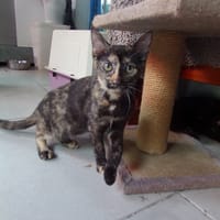 ANDROMÈDE, chatte à adopter