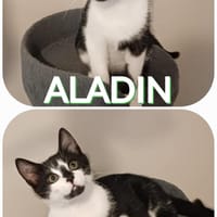 ALADIN, chat à adopter