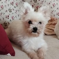 JENNY, chienne à adopter