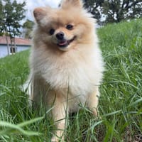 ULYSSE, chien à adopter