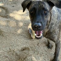 Nikkie, chienne à adopter