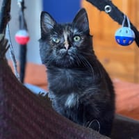 AIDI, chatte à adopter