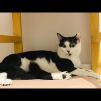 NAHLA, chatte à adopter