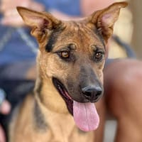 TESS (Maria), chienne à adopter