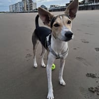 PIPO (Maria), chien à adopter