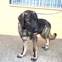 MILTON (Maria), chien à adopter