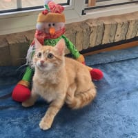 DANTE, chat à adopter