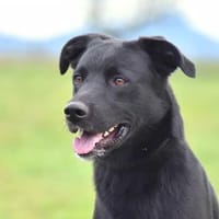 JET, chien à adopter