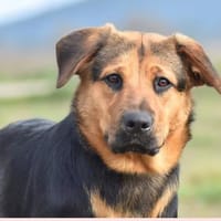 JOY, chienne à adopter