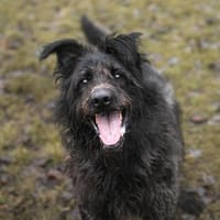 Mafi, pies do adopcji