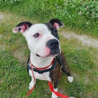 Newton, pies do adopcji