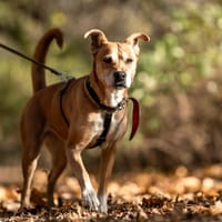 Maya, suczka do adopcji