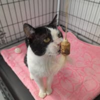 Solas, kot do adopcji