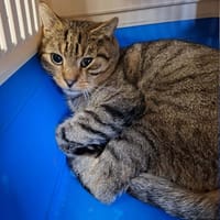 Tigre, kot do adopcji