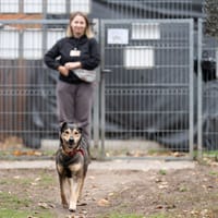 Saskia, suczka do adopcji