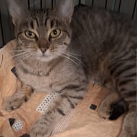 Apolonia, kotka do adopcji