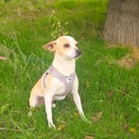 Roschka eine verschmuste kleine Hündin, Hündin zur Adoption