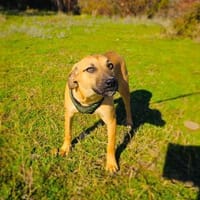 Merlin ein kinderlieber Rüde, Hund zur Adoption