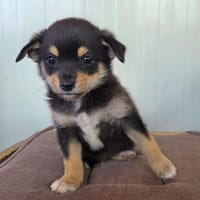 Clyde sucht ein Körbchen, Hund zur Adoption