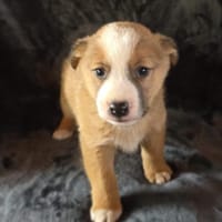 Axel ein kleiner Teddy, Hund zur Adoption