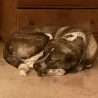 Yonah - alias Heimdall - jeder cm Liebe, Hund zur Adoption