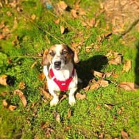 Kiro einfach nur lieb, Hund zur Adoption
