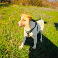 Leonie eine tolle Familienhündin, Hündin zur Adoption